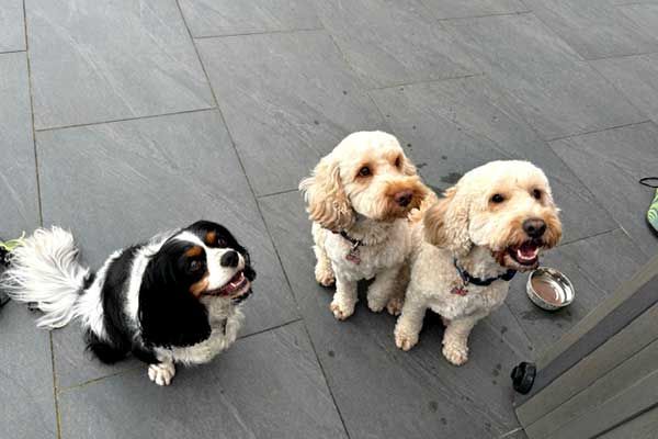 Louis, Charlie & Harley